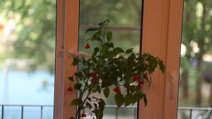 Перец колокольчик осенью 2022 года