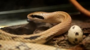 Тонкохвостый полоз. Elaphe taeniura.