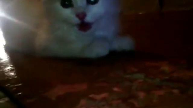 котик-собачка смотреть онлайн