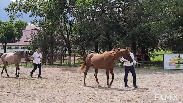 Терский конный завод/ЗВЕЗДА ПЯТИГОРЬЯ/Часть 4/Шоу Арабских лошадей/TAMAR arabian stud
