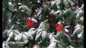 SLEEP LISTEN AND MEDITATE WITH SNOW FLAKES ON RHODODENDRON LEAVES WITH TWO RED CARDINALS