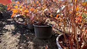 Основные правила ухода за голубикой. Обрезка. Осенний полив.