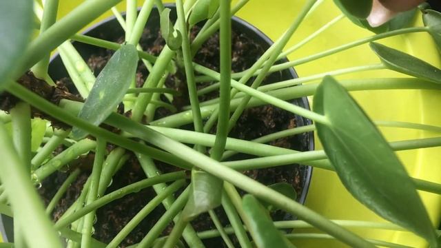 Pilea peperomioides watering guide смотреть онлайн