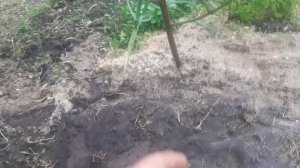 Ежевика не дала побеги замещения .