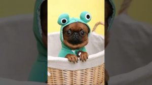 песня дуй дуй ветерок