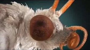 Самое интересное про бабочек