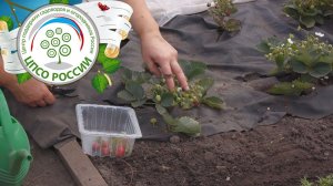 Выращивание земляники ремонтантной в теплице. Уход за земляникой в теплице в конце лета.