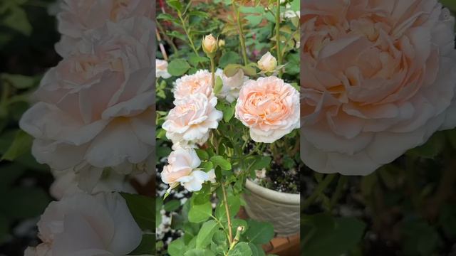 David Austin Rose: The Lady Gardener.