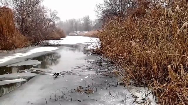 Очевидцы: в Энгельсе прохожий спас провалившегося под лед ребенка смотреть онлайн