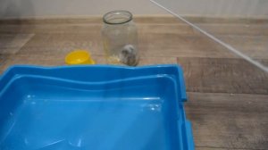 Укусил хомяк  Уборка клетки  Как легко достать хомяка