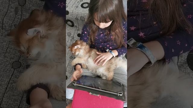 Британский длинношерстный котёнок смотреть онлайн