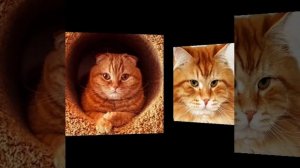 Рыжие кошки!