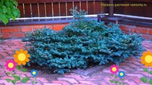 Пихта корейская Блу Эмпера. Краткий обзор, описание характеристик abies koreana Blue Emperor