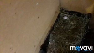 У Меня Будут Бройлеры из Своего Яйца. Эксперимент с бройлерами. Содержание бройлеров зимой