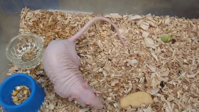 Лысые крысы и мыши смотреть онлайн