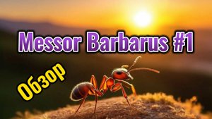 МУРАВЬИНАЯ ФЕРМА. messor barbarus #1. Обзор