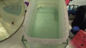 ПРИСПОСОБЛЕНИЕ ДЛЯ ПРИЁМА НЕРЕСТА У ЖИВОРОДЯЩЕЙ РЫБКИ #гуппи