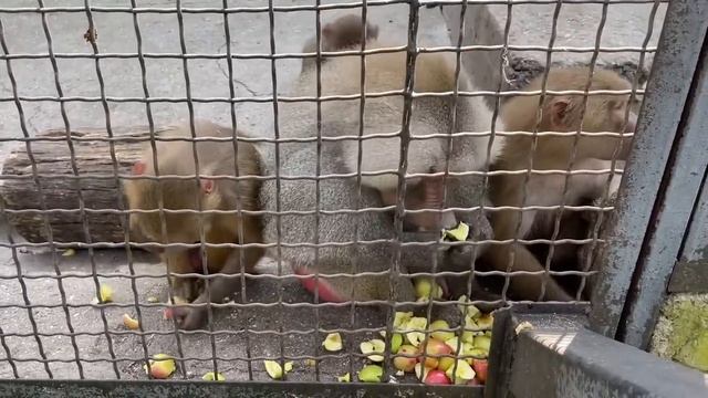 Люсю с ДНЕМ РОЖДЕНИЯ поздравляют жених Лешик и его семья! смотреть онлайн