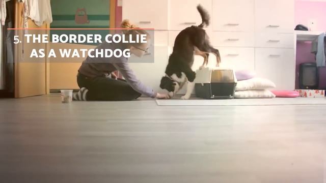 10 Fascinating Facts About the Border Collie смотреть онлайн