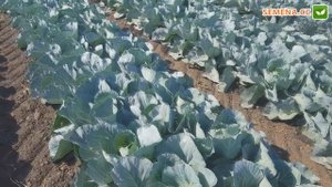 Капуста Агрессор F1 (Syngenta) Культура в полі