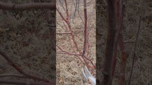 Плоскостной секатор Fiskars P751 1057172 с рычажным приводом