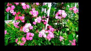 Розы для арок, пергол, беседок .Самые зимостойкие, самые обильноцветущие .