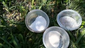 Подкормка чеснока через капельное орошение.