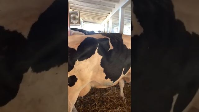 Роботизированная молочная ферма в Чехии. Дойное стадо - коровы голштинской породы. смотреть онлайн