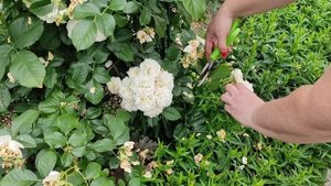 ПРАВИЛЬНАЯ ОБРЕЗКА МУСКУСНОЙ РОЗЫ? НЕ ДЕЛАЙТЕ ОШИБОК.