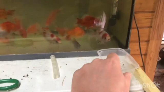 Разведение цветных карасей. Карась комета. Начало эксперимента смотреть онлайн