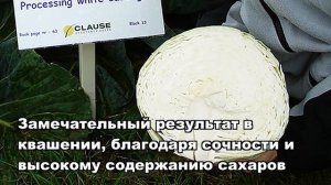 КАПУСТА БРИГАДИР F1 - ВКУСНЫЙ, ВЫСОКОУРОЖАЙНЫЙ ГИБРИД