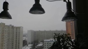 Подсветка томатов зимой. Удачный опыт использования обычных светодиодных ламп для выращивания.