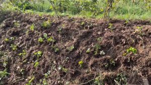 Подсказки  из Грузии для устройства исихастирия