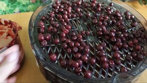 ПАСТИЛА из ВИШНИ в СУШИЛКЕ ?СВЕТОФОР в ПОМОЩЬ ?МОЙ ПЕРВЫЙ ОПЫТ