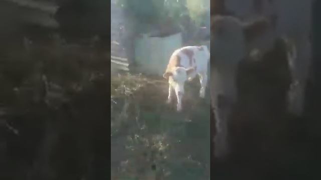 Эмпробио. Решение проблем ЖКТ у телят.