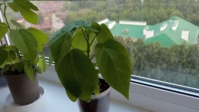 Обзор наших экзотических растений