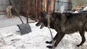 Канадский волк Акела изучает новый вольер , северные Волки , чёрный волк
