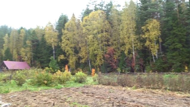 СИБИРЬ. ПРИРОДНЫЙ ОГОРОД И САД В ДЕРЕВНЕ ЖАРОВСК.