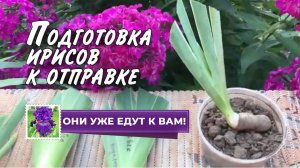 Подготовка ирисов к пересылке. Партия саженцев ожидает отправки на новое место жительства