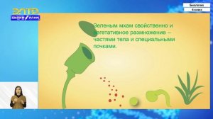 6-класс | Биология  | Высшие споровые растения. Отдел моховидные. Отдел папоротниковидные