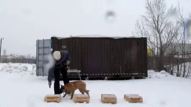 Тервюрен Хельс 4 месяца. Первое занятие по выборке. смотреть онлайн