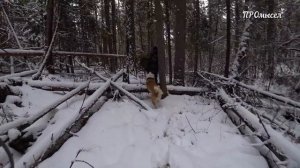 СОБОЛЯТНИЦА экспериментирует с приманками. Строим кулёмку.