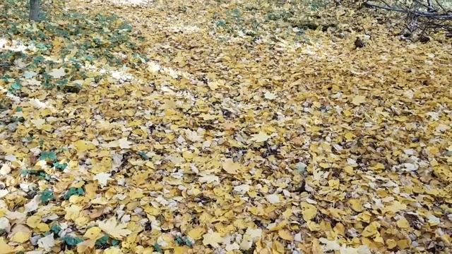 Копия видео "Осень 2018 в Москве: 15 окт" смотреть онлайн