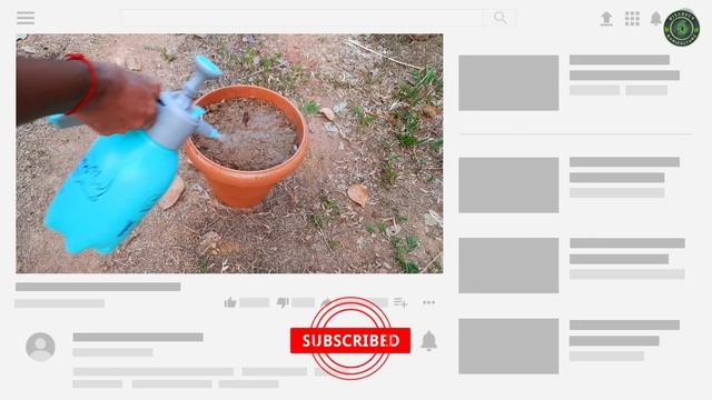 Breadfruit Tree Growing | How To Grow Breadfruit Tree (dwarf jackfruit) смотреть онлайн