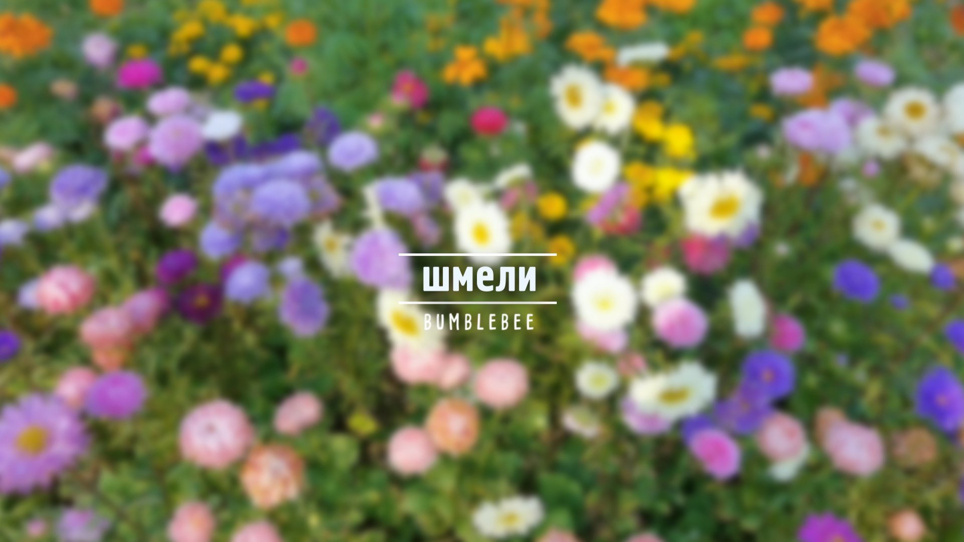 Шмели | Bumblebee