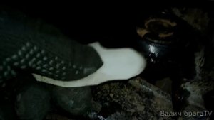 КАК ОДЕТЬ ПЫЛЬНИК НА ТОРМОЗНОЙ ЦИЛИНДР НЕ РАЗБИРАЯ СУППОРТ.How to Dress anthers