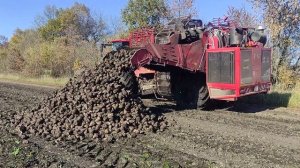 Выгрузка сахарной свëклы в кагат