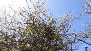 Цветёт понцирус трифолиата (6.04.2018)