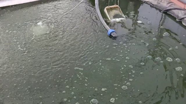 2-ой день работы уф лампы!!! Есть результат. Разведение карпов кои, фильтрация воды в пруду с узв. смотреть онлайн