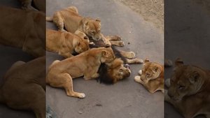 лев подкоблучник.mp4